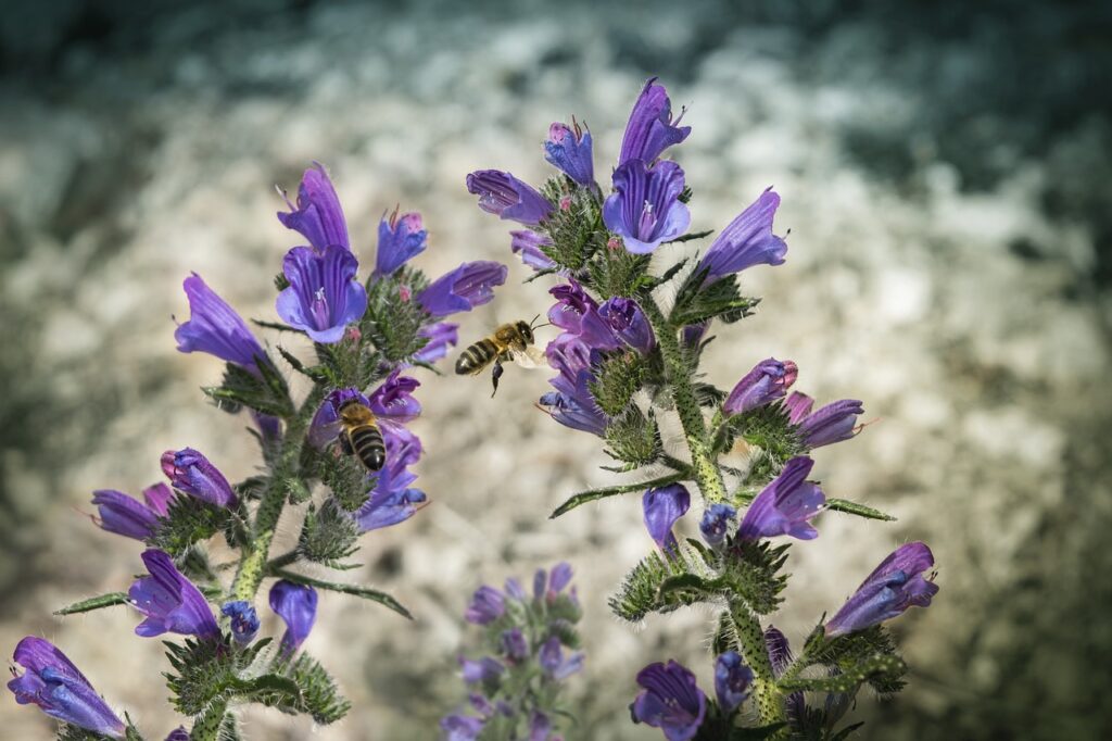 Pszczoły: kultura, rośliny miododajne, ekologia.