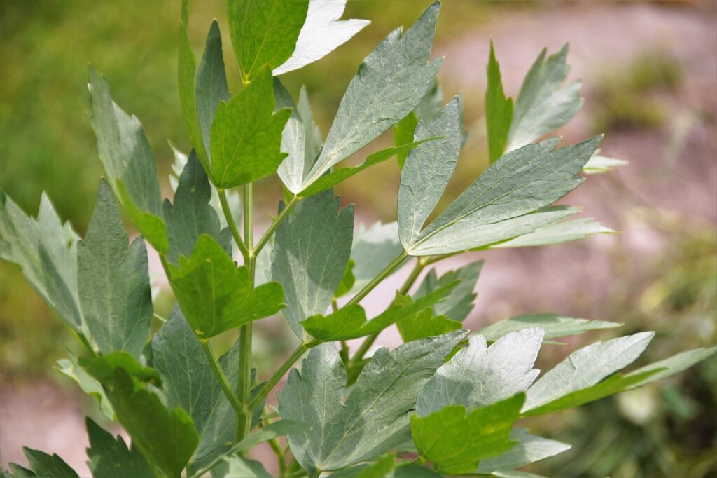 Lubczyk - roślina miododajna.