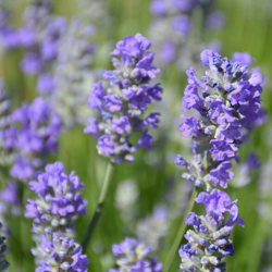 Narrow-leaved lavender